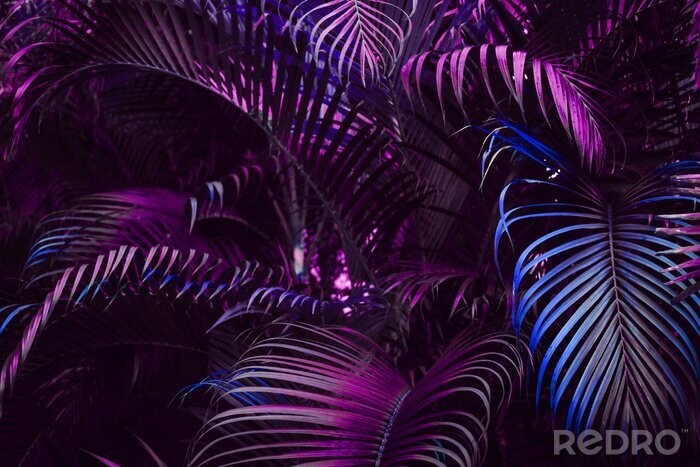 Fotobehang Violette palmbladeren