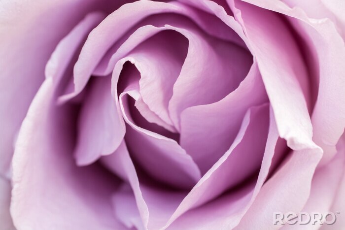 Fotobehang Violette roos