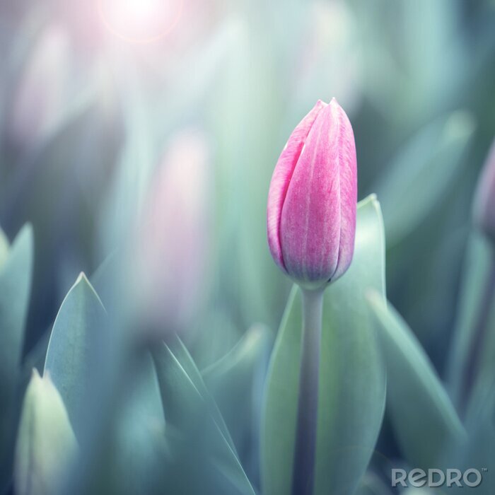 Fotobehang Violette tulp op een achtergrond van groen