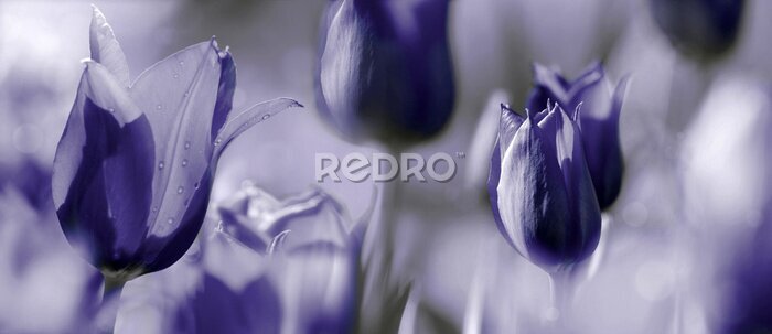 Fotobehang Violette tulpenkoppen