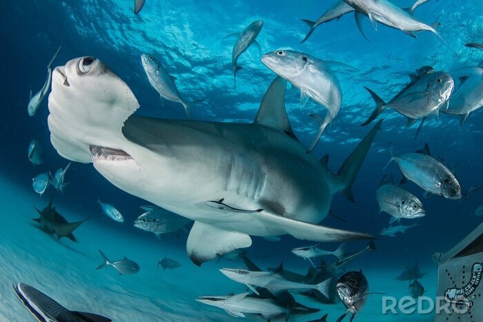 Fotobehang Vis en haai onder water