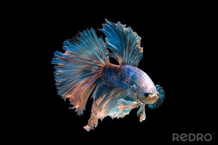 Fotobehang Vis met een weelderige staart