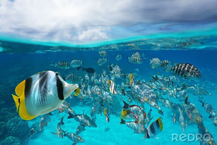 Fotobehang Vis op een hemelachtergrond