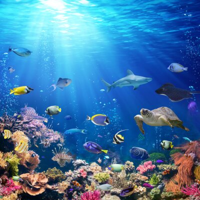 Fotobehang Vissen en kleurrijk koraalrif
