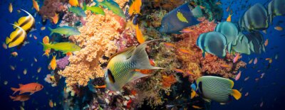 Fotobehang Vissen en koraal