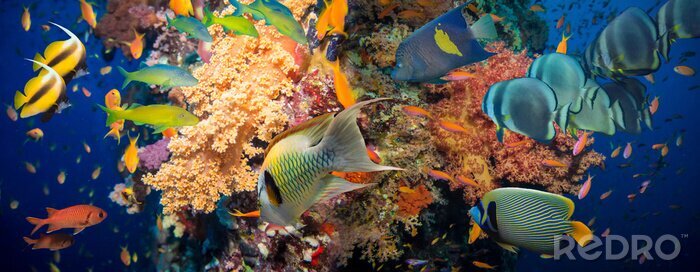 Fotobehang Vissen en koraal