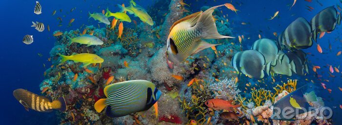 Fotobehang Vissen en koraalrif