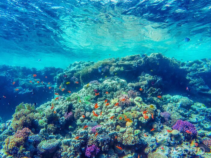 Fotobehang Vissen en koraalrif in turkoois water