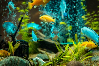 Vissen en planten in het aquarium