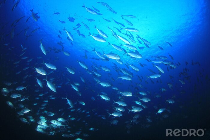 Fotobehang Vissen in de diepe oceaan