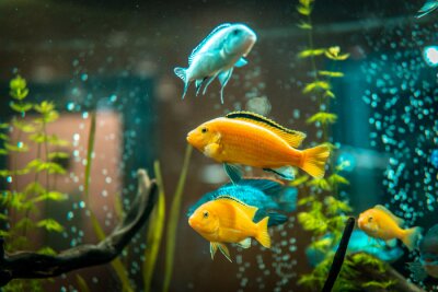 Fotobehang Vissen in tropisch aquarium