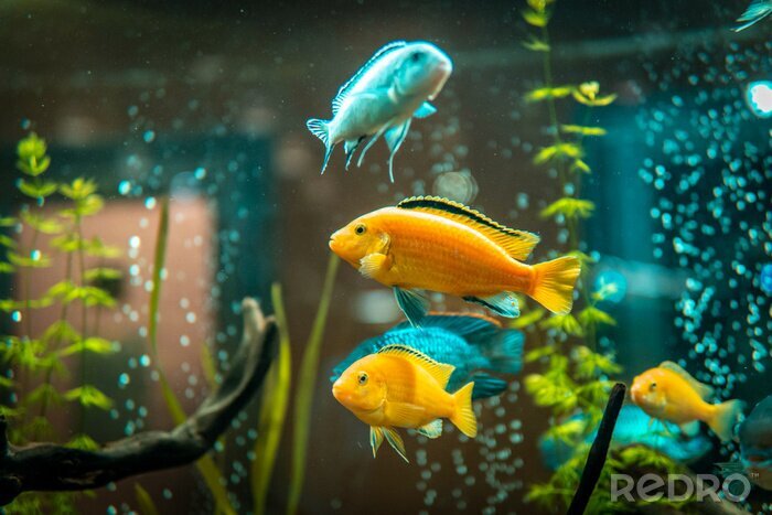 Fotobehang Vissen in tropisch aquarium