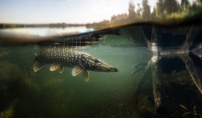Fotobehang Vissen onder de oppervlakte van een meer