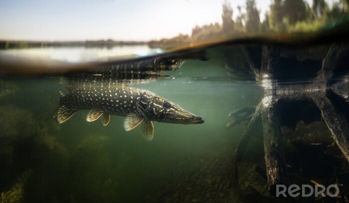 Fotobehang Vissen onder de oppervlakte van een meer