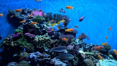 Fotobehang Vissen op een achtergrond van koraalrif