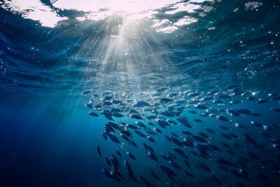 Fotobehang Vissen zwemmen naar het licht