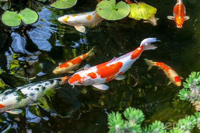 Fotobehang Vissen zwemmen tussen het groen