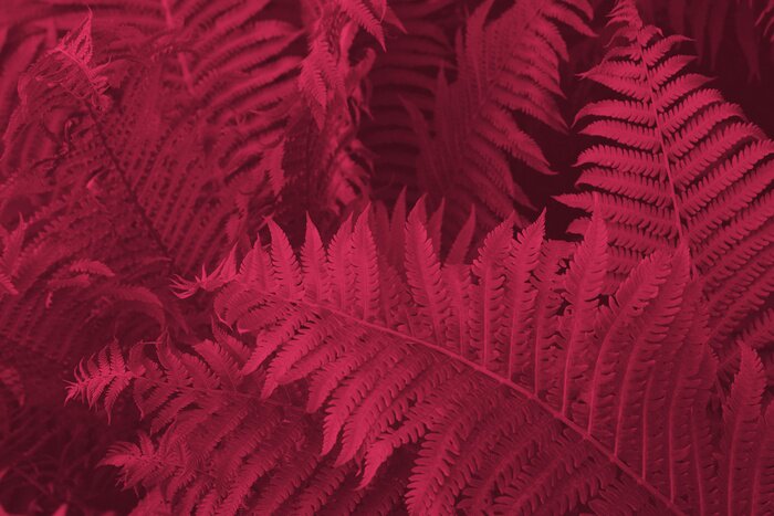 Fotobehang Viva Magenta beautiful view of fern plant in monochrome color. Forest Viva Magenta colored fern plants. Trendy color 2023