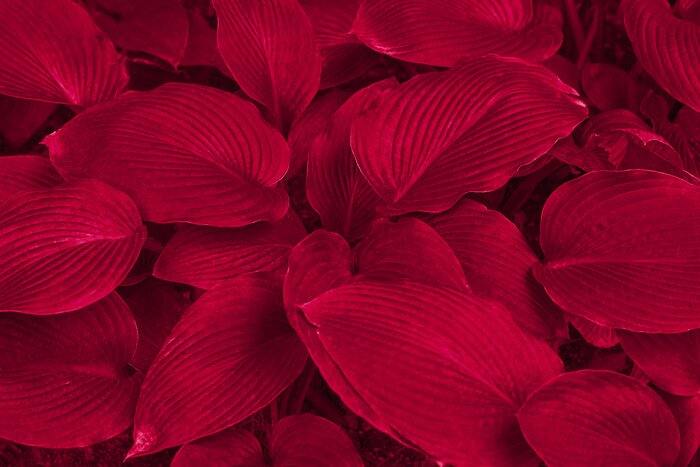 Fotobehang Viva magenta color leaf texture, nature monochrom background. Color of the year 2023