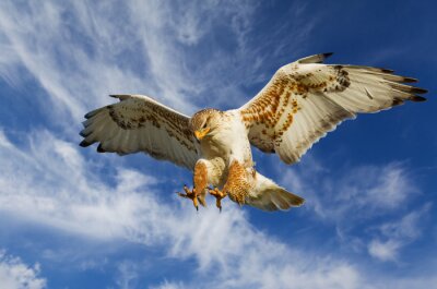 Fotobehang Vliegend dier in de lucht