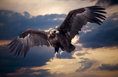 Fotobehang Vliegende adelaar op de achtergrond van wolken