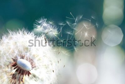 Fotobehang Vliegende paardenbloemzaden