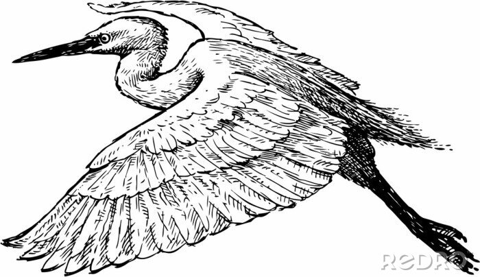 Fotobehang Vliegende reiger in zwart-wit
