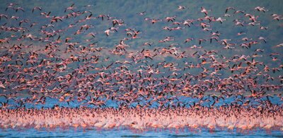 Fotobehang Vliegende roze flamingo's