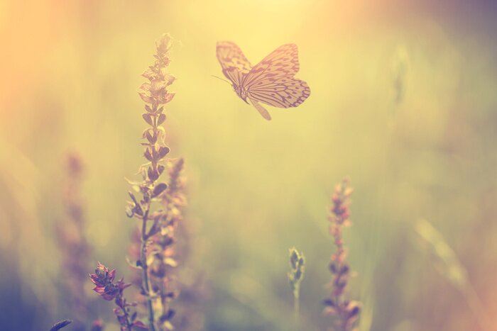 Fotobehang Vlinder die naar de bloemen vliegt