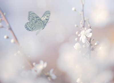 Fotobehang Vlinder die naar witte bloemen vliegt