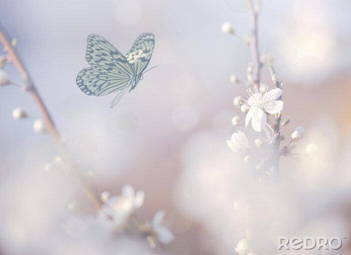 Fotobehang Vlinder die naar witte bloemen vliegt