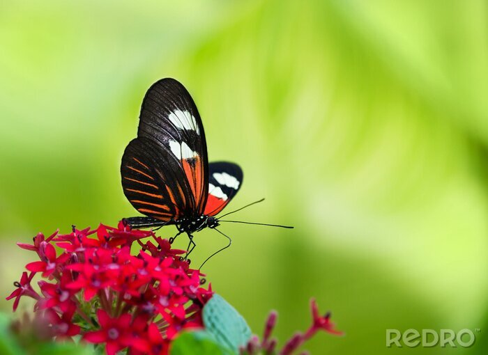 Fotobehang Vlinder en bloem