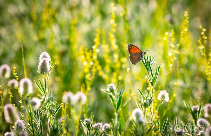 Fotobehang Vlinder en bloemen in een weide