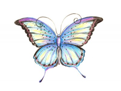 Fotobehang Vlinder gekleurd met kleurpotlood