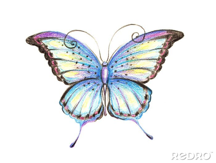 Fotobehang Vlinder gekleurd met kleurpotlood