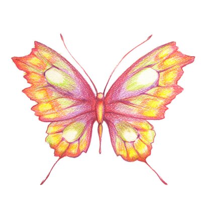 Fotobehang Vlinder getekend met kleurpotloden