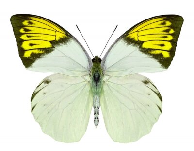 Fotobehang Vlinder in citroenkleur