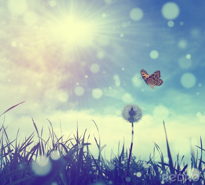 Fotobehang Vlinder in een retro foto