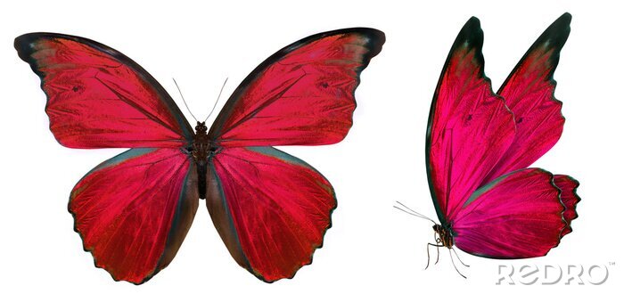 Fotobehang Vlinder in rode kleuren