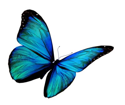 Fotobehang Vlinder in turquoise tint