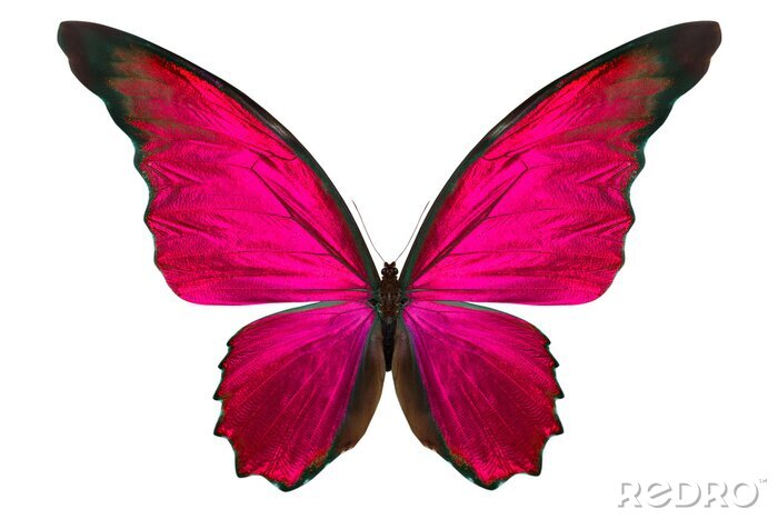 Fotobehang Vlinder in verzadigde kleuren
