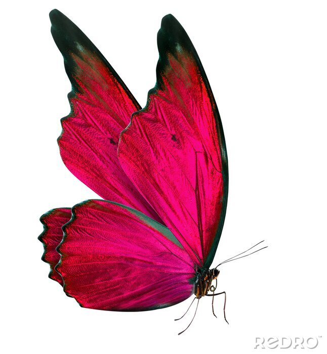 Fotobehang Vlinder met gevouwen vleugels