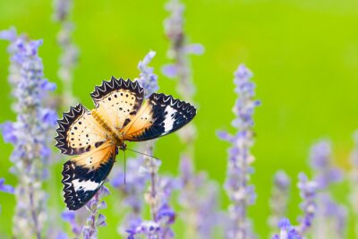 Vlinder met lavendel op een groene achtergrond