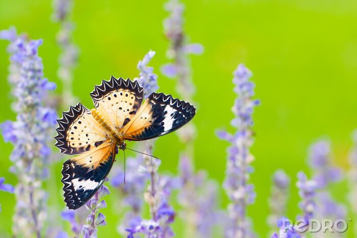 Fotobehang Vlinder met lavendel op een groene achtergrond