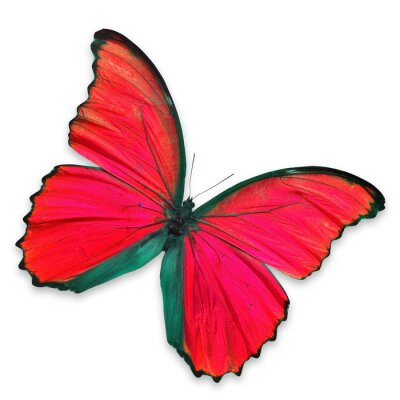 Fotobehang Vlinder met rode vleugels