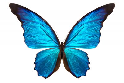 Fotobehang Vlinder op een heldere achtergrond