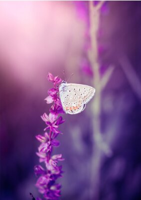 Vlinder op een paarse bloem