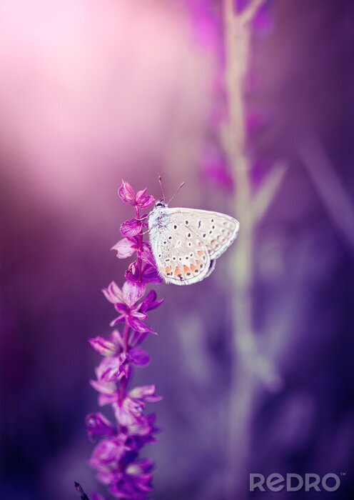 Fotobehang Vlinder op een paarse bloem