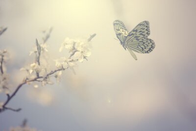 Fotobehang Vlinder op grijze achtergrond