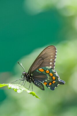 Fotobehang Vlinder op groene achtergrond